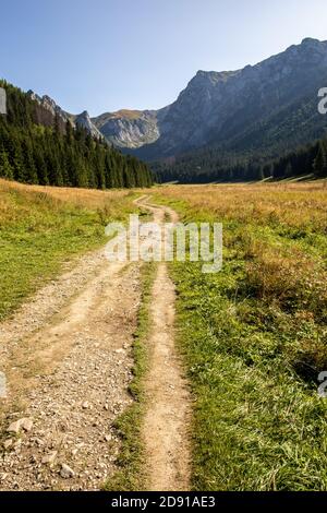 Mountain glade Wielka Polana Malolacka with pine trees and spruces in autumn, with rocky Tatra Mountains in the background, Poland. Giewont, Siodlowa Stock Photo