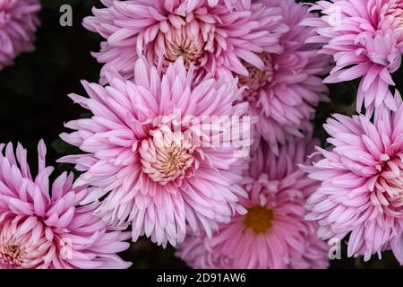 Pink chrysanthemums on a blurry background close-up view from above. Beautiful soft pastel chrysanthemums are blooming in the garden. Natural Stock Photo