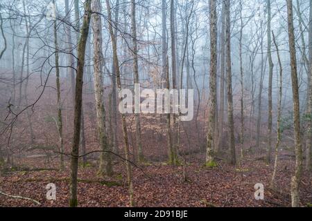 A dense wooded forest with fallen leaves on the ground surrounded by the fog that is clearing with the sunlight appearing in the winter morning Stock Photo