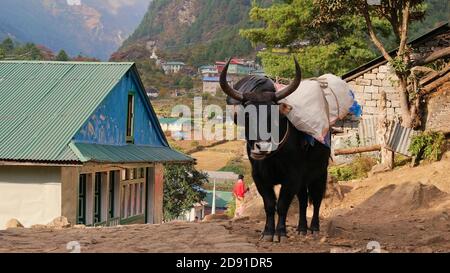 Dzo, hybrid between the yak and domestic cattle. Used as pack