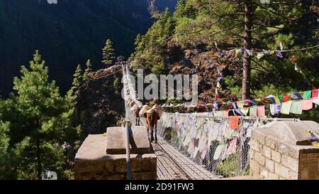 Mule caravan crossing the popular Hillary Suspension Bridge (height ca. 70 m) decorated with colorful Buddhist prayer flags on Everest Base Camp Trek. Stock Photo