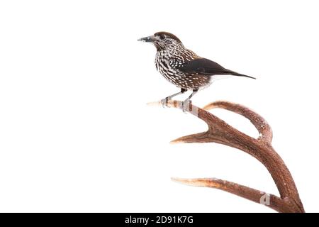 Spotted nutcracker sitting on antlers isolated on white background. Stock Photo