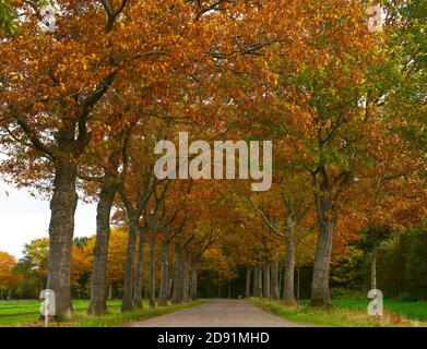 Trees in autumn along road, leaves changing color. Horizontal composition, full frame. Stock Photo