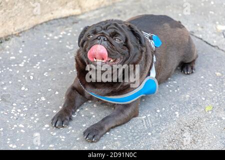 Black Pug Laying Down and Tongue Hanging Out Stock Photo