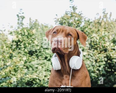 Pretty puppy of chocolate color listening to music Stock Photo - Alamy