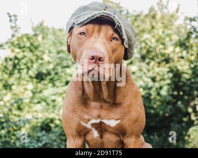 Lovable, pretty puppy of chocolate color. Close-up Stock Photo