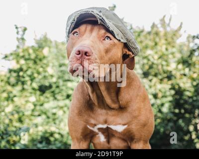 Lovable, pretty puppy of chocolate color. Close-up Stock Photo