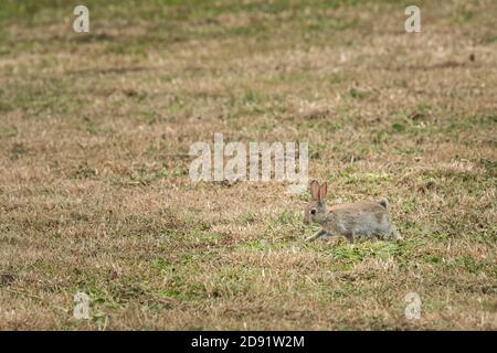 A wild rabbit running in the meadow, cloudy day in summer, France Stock Photo