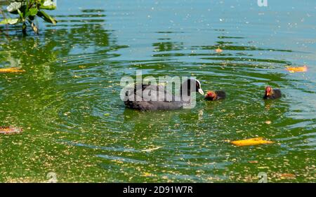 Coot Chicks (fulica atra) feeding with mother.Wollaton park Nottingham england UK Stock Photo