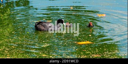 Coot Chicks (fulica atra) feeding with mother.Wollaton park Nottingham england UK Stock Photo