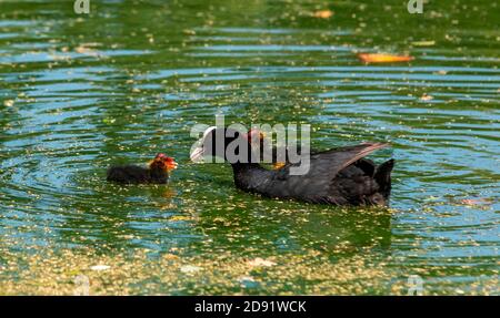 Coot Chicks (fulica atra) feeding with mother.Wollaton park Nottingham england UK Stock Photo