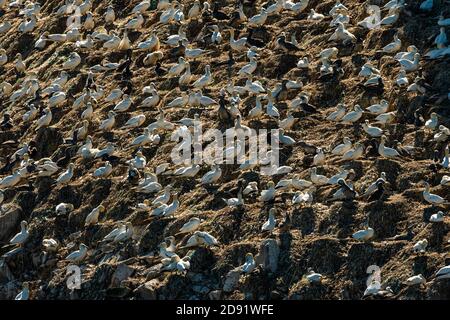 A colony of Northern Gannets (Morus bassanus) on a sunny day in summer, Les Sept Iles, Brittany (France) Stock Photo