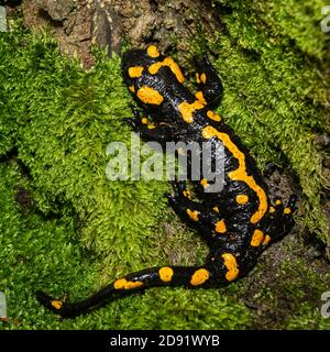 Closeup of a beautiful fire salamander (Salamandra salamandra) in the forest, Wachau (Austria) Stock Photo