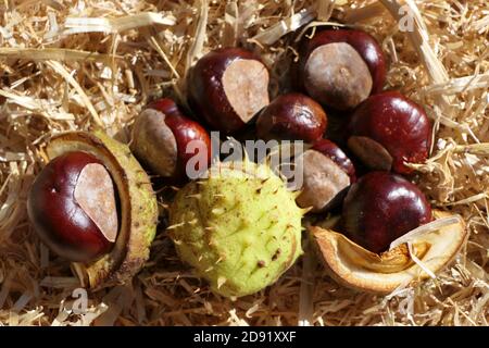 Fallen horse chestnuts - fruits and shells lie on the ground in straw Stock Photo