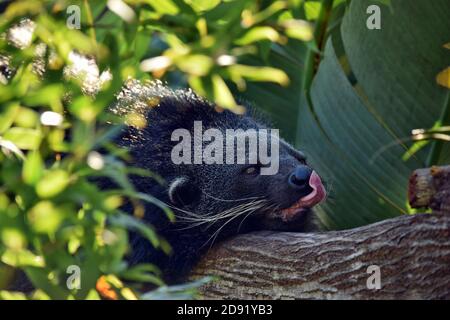Close up the Arctictis Binturong lying on a tree in day Stock Photo