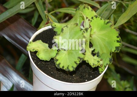 Green Rex Begonia 'Baby dress' in a pot Stock Photo