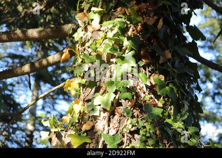 Green glossy Ivy (Hedera Helix) growing up pine tree Stock Photo