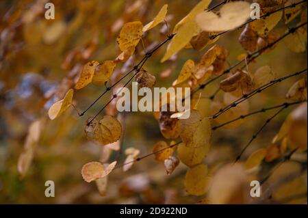 Golden yellow fall leaves on tree Stock Photo