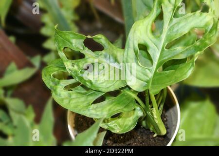 Monstera Adansonii potted house plant Stock Photo