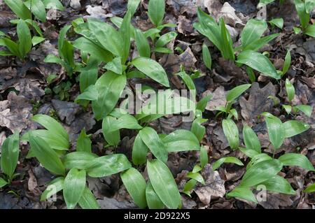 Allium ursinum young leaves in a spring forest Stock Photo