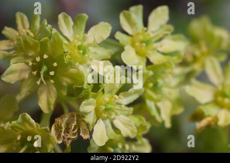 Norway maple (Acer platanoides) flowers, close up shot Stock Photo