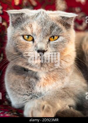 Lovely tortoise british cat resting on the bed Stock Photo
