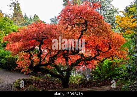 Red Japanese Maple in the fall season at the Kubota Japanese Garden in Seattle, Washington, USA Stock Photo