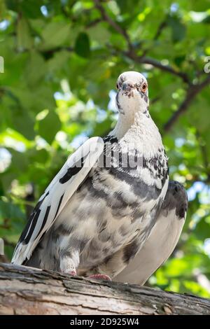 pigeon sitting on tree branch Stock Photo