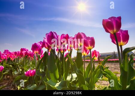 Very beautiful pink tulips photographed in full bloom against the sun with beautiful sun rays and blue sky with clouds veil and sunlight shining throu
