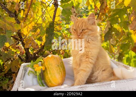 Ginger cat sleeping on a soft white blanket, cozy home and relaxation concept, cute ginger kitten. Autumn background for calendar or postcard Stock Photo