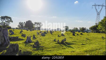 Deforested field. Environment. Preparation of cattle raising area in Brazil. Digging of roots. Rural landscape. Beef cattle breeding area. Stock Photo