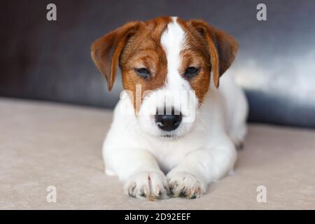 Puppy Jack Russell Terrier is lying on the couch and looking at the camera. A sad puppy is waiting for the owner. Dog Day. Stock Photo