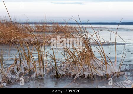 Lake beginning to freeze over in winter, prairie lake, Saskatchewan Canada Stock Photo