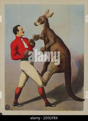 Kangaroo Boxing sideshow poster Stock Photo - Alamy