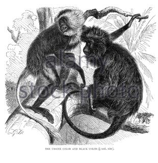 Ursine Colob and Black Colob, vintage illustration from 1893 Stock Photo