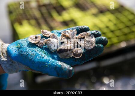 close up gloved hand holding juvenile oysters Stock Photo