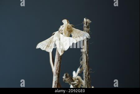 Close-up of silkworm butterflies fecundating on the branches of a plant. concept of nature Stock Photo