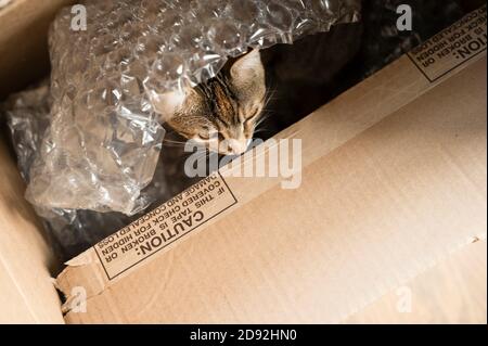 Brown Tabby Cat Hiding in Cardboard Box Under Bubble Wrap Stock Photo