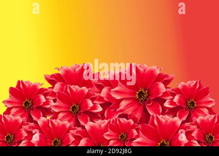 Red Dahlia flowers isolated on a bright yellow and orange background