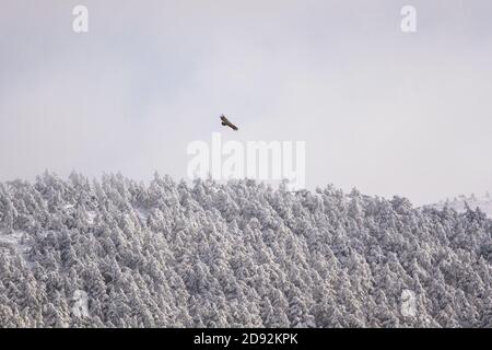 Bird flying over snowy pine forest Stock Photo