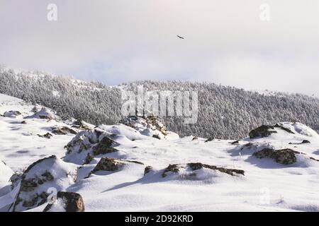 Bird flying over snowy pine forest Stock Photo