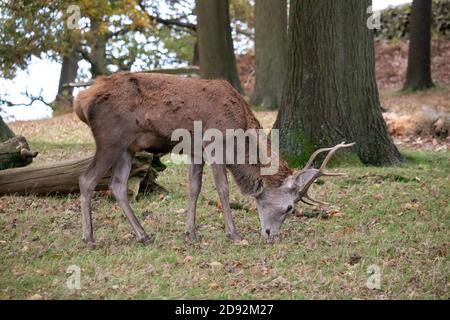 Deer pictured in Bradgate park on the first day of November. Stock Photo