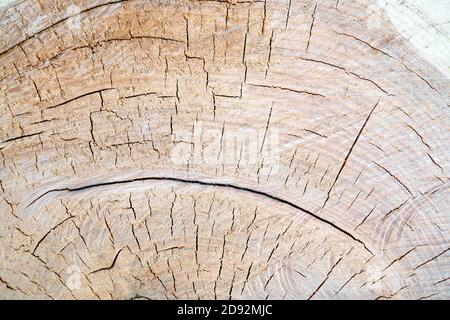 A part of cut trunk tree, texture nature background of wood, closeup. Stock Photo