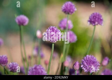 Pretty Chive Flowers Growing in a English Herb Garden Stock Photo