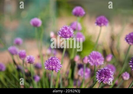 Pretty Chive Flowers Growing in a English Herb Garden Stock Photo