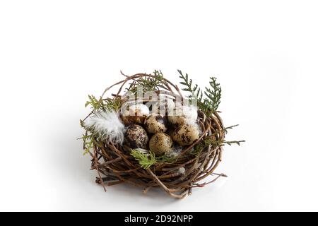 quail eggs in nest with feathers on white background, easter concept Stock Photo