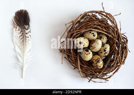 easter quail eggs in nest and feather bird on white background Stock Photo