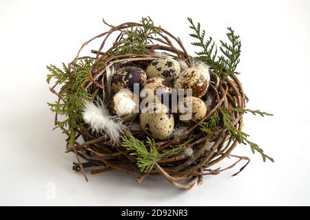 heap quail eggs in nest with feathers on white background, easter concept Stock Photo
