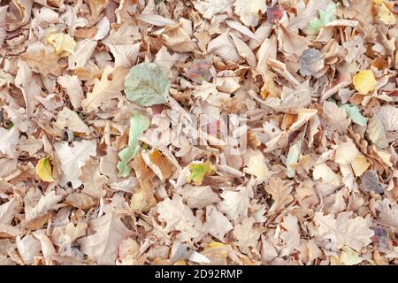yellow autumn oak leaves Stock Photo