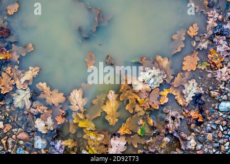 Autumn leaves around the edge of a puddle of rainwater. Stock Photo